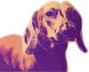 Archie dachshund Warhol.jpeg
