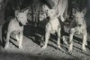 Bull Terriers 1950.jpg