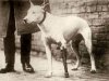 oldtime bull terrier.jpg