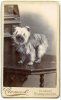 1898 'NOEL' son of BRADFORD MOLE son of CH TED.jpg