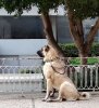 Ζήνα 17-01-2022 Στειρωμένη .jpg Ζήνα 17-01-2022 Στειρωμένη .jpg