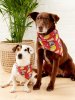 work-92206842-pet-bandana (1).jpg