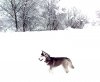 snow-lotus2..jpg