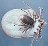 120px-Ixodes_rici&.jpg