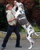 giant_dogs_world&#9.jpg