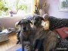 giant_dogs_world&#9.jpg