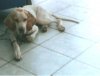 cezar_240311..jpg cezar_240311..jpg
