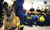 German-rescue-do&#103.jpg