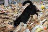 US-rescue-dog-in-&.jpg