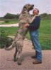 IrishWolfhoundFr&#9.jpg