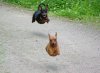 Hovering Dogs..jpg