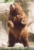 Brown_bear_rearin.jpg