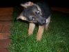 Scrappy Doo..jpg