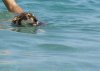 swim..jpg swim..jpg