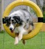 dog agility1..jpeg dog agility1..jpeg