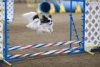 dog agility2..jpeg dog agility2..jpeg