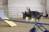 dog agility4..jpeg dog agility4..jpeg
