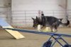 dog agility4..jpeg