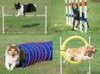 dog agility3..jpeg dog agility3..jpeg