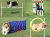 dog agility3..jpeg