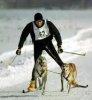 skijoring1..jpeg