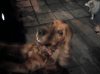 cocker_190611..jpg