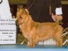 austTerrier5..jpg