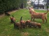 austTerrier3..jpg