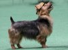 austTerrier..jpg