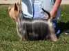 austSilkyTerrier&#5.jpg