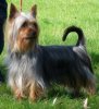 austSilkyTerrier&#4.jpg