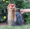yorkie..jpg