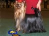 yorkie2..jpg