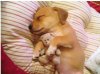 _puppy_sleeping_&#9.jpg
