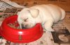 puppy-sleeping-i&#.jpg