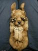 dog4..jpg