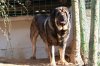 spanish_mastiff_&#98.jpg