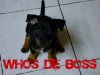 Boss..jpg Boss..jpg