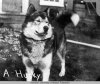 1912 malamute..jpg