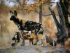 african-wild-dogs.jpg african-wild-dogs.jpg