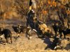 african-wild-dogs.jpg african-wild-dogs.jpg