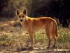 dingo_514_600x450..jpg