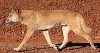 250px-Dingo_walki&.jpg