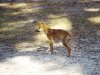 dingo-pup_5810_60&#4.jpg