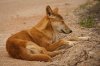 220px-Nullarbor_D&#1.jpg