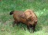 220px-Bush_dog..JPG