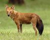 dhole..jpg