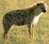 hyena-8310..jpg hyena-8310..jpg