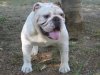 white_bulldog-131.jpg