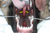 Cleft_Fig8..jpg
